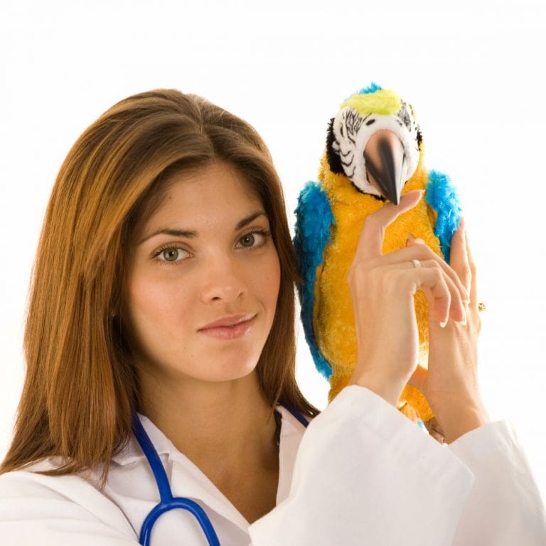 Ветеринар орнитолог. Ветеринар с птицей. Попугай у ветеринара. Птица врач.